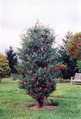 Chinese Juniper (Juniperus chinensis) at A Very Successful Garden Center