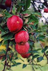 Braeburn Apple (Malus 'Braeburn') at Stonegate Gardens
