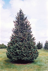 Blue Nootka Cypress (Chamaecyparis nootkatensis 'Glauca') at A Very Successful Garden Center