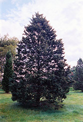 Hill's Redcedar (Juniperus virginiana 'Hillii') at A Very Successful Garden Center