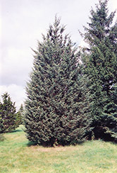 Grey Rock Redcedar (Juniperus virginiana 'Grey Rock') at Stonegate Gardens
