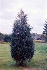 Moffett Juniper (Juniperus scopulorum 'Moffettii') at A Very Successful Garden Center