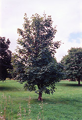 Sycamore Maple (Acer pseudoplatanus) at Stonegate Gardens