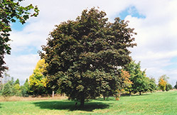 Schwedler Norway Maple (Acer platanoides 'Schwedleri') at Lakeshore Garden Centres