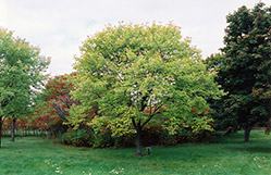 Schlesinger Red Maple (Acer rubrum 'Schlesingeri') at Lakeshore Garden Centres