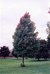 Bowhall Red Maple (Acer rubrum 'Bowhall') at A Very Successful Garden Center