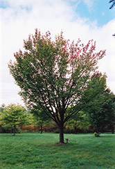 Tilford Red Maple (Acer rubrum 'Tilford') at Lakeshore Garden Centres