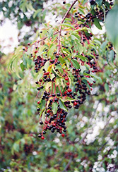 Black Cherry (Prunus serotina) at A Very Successful Garden Center