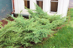 Kallay's Compact Juniper (Juniperus x media 'Kallay's Compact') at Lakeshore Garden Centres