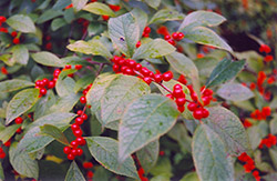 Jolly Red Winterberry (Ilex verticillata 'Jolly Red') at Stonegate Gardens