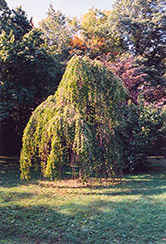 Morioka Weeping Katsura Tree (Cercidiphyllum japonicum 'Morioka Weeping') at Lakeshore Garden Centres