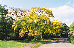 Amur Cork Tree (Phellodendron amurense) at Stonegate Gardens