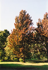 Columnar Red Maple (Acer rubrum 'Columnare') at Lakeshore Garden Centres