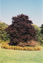 Faasen's Black Norway Maple (Acer platanoides 'Faasen's Black') at Stonegate Gardens