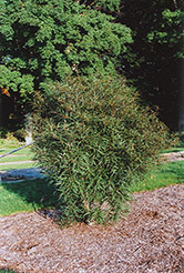 Cutleaf Glossy Buckthorn (Rhamnus frangula 'Asplenifolia') at A Very Successful Garden Center