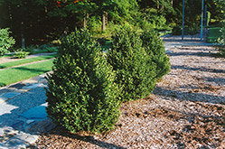 Green Mountain Boxwood (Buxus 'Green Mountain') at A Very Successful Garden Center