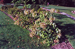The Swan Hydrangea (Hydrangea paniculata 'The Swan') at Stonegate Gardens