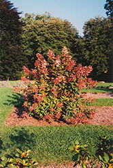Tardiva Hydrangea (Hydrangea paniculata 'Tardiva') at Stonegate Gardens