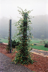 John Clayton Trumpet Honeysuckle (Lonicera sempervirens 'John Clayton') at A Very Successful Garden Center