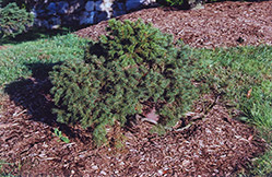 Minima Spruce (Picea abies 'Minima') at A Very Successful Garden Center
