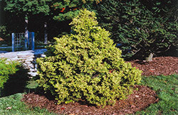 Golden Nymph Falsecypress (Chamaecyparis pisifera 'Golden Nymph') at A Very Successful Garden Center
