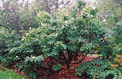 Franklin Tree (Franklinia alatamaha) at A Very Successful Garden Center