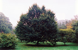 European Hornbeam (Carpinus betulus) at Stonegate Gardens