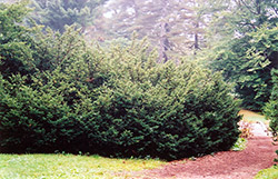 Densa Japanese Yew (Taxus cuspidata 'Densa') at A Very Successful Garden Center