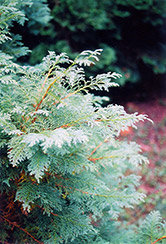 Dumosa Moss Falsecypress (Chamaecyparis pisifera 'Squarrosa Dumosa') at A Very Successful Garden Center