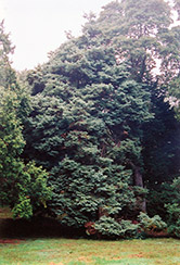 Moss Falsecypress (Chamaecyparis pisifera 'Squarrosa') at A Very Successful Garden Center
