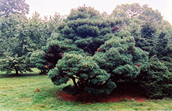 Umbrella White Pine (Pinus strobus 'Umbraculifera') at A Very Successful Garden Center