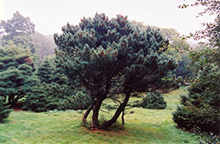 Dense Dwarf White Pine (Pinus strobus 'Brevifolia') at A Very Successful Garden Center