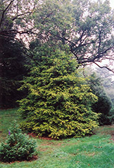 Andeley Whitecedar (Chamaecyparis thyoides 'Andeleyensis') at Stonegate Gardens