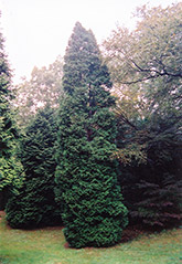 Hetz Wintergreen Arborvitae (Thuja occidentalis 'Hetz Wintergreen') at A Very Successful Garden Center