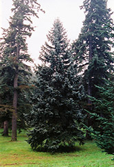 Thompsen Blue Spruce (Picea pungens 'Thompsen Blue') at A Very Successful Garden Center