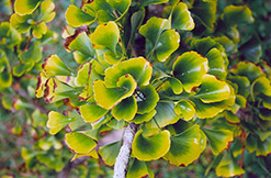 Santa Cruz Ginkgo (Ginkgo biloba 'Santa Cruz') at A Very Successful Garden Center