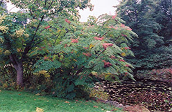 Japanese Angelica Tree (Aralia elata) at A Very Successful Garden Center