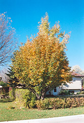 Oakleaf Mountain Ash (Sorbus x hybrida) at A Very Successful Garden Center
