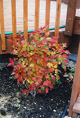 Compact Highbush Cranberry (Viburnum trilobum 'Compactum') at A Very Successful Garden Center