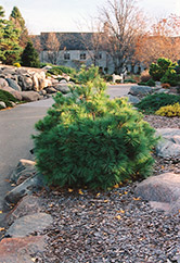 Coney Island White Pine (Pinus strobus 'Coney Island') at A Very Successful Garden Center