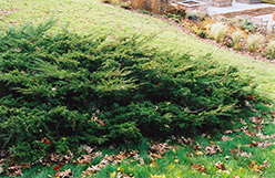 Koster's Redcedar (Juniperus virginiana 'Kosteri') at Lakeshore Garden Centres