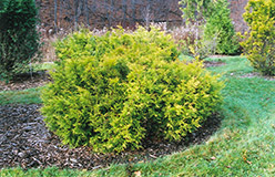 Cloth Of Gold Arborvitae (Thuja occidentalis 'Cloth Of Gold') at A Very Successful Garden Center