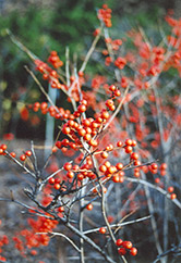 Christmas Cheer Winterberry (Ilex verticillata 'Christmas Cheer') at A Very Successful Garden Center