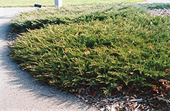Prairie Elegance Juniper (Juniperus horizontalis 'BowDak') at Stonegate Gardens