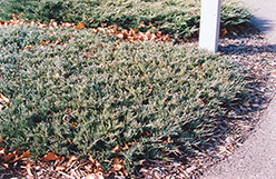 Webber Juniper (Juniperus horizontalis 'Webberi') at A Very Successful Garden Center