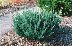 Maney Juniper (Juniperus chinensis 'Maney') at Lakeshore Garden Centres