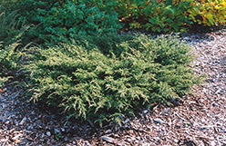 Repanda Juniper (Juniperus communis 'Repanda') at Stonegate Gardens