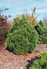 Big Tuna Mugo Pine (Pinus mugo 'Big Tuna') at Stonegate Gardens