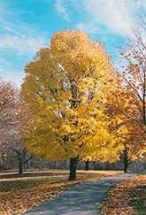 Cleveland Norway Maple (Acer platanoides 'Cleveland') at Stonegate Gardens