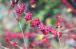 Coralberry (Symphoricarpos orbiculatus) at A Very Successful Garden Center